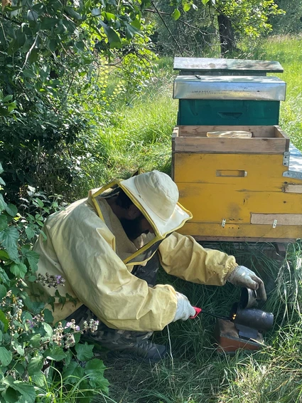Auf der Entdeckung eines Bienenstocks: die Welt der Bienen an einem Tag 11